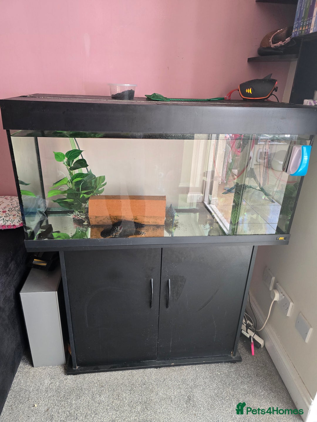 Axolotl reptiles for sale: 2 axolotls with tank and stand setup - Image 2
