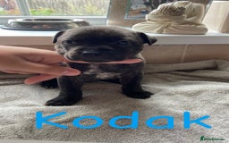Mixed Breed dogs for sale: Gorgeous Staffordshire bull terrier pups  - Image 4
