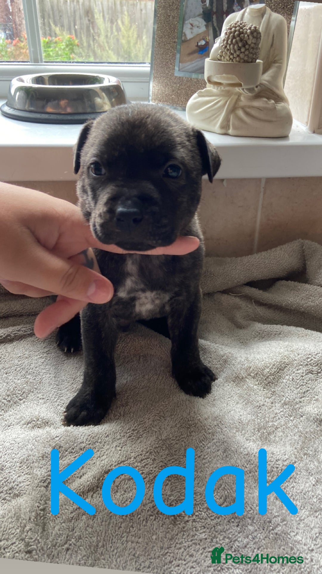 Mixed Breed dogs for sale: Gorgeous Staffordshire bull terrier pups  - Image 4