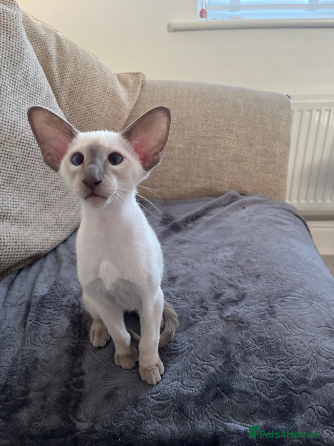 Siamese cats for sale: Gorgeous New Style Siamese Kittens - Image 22