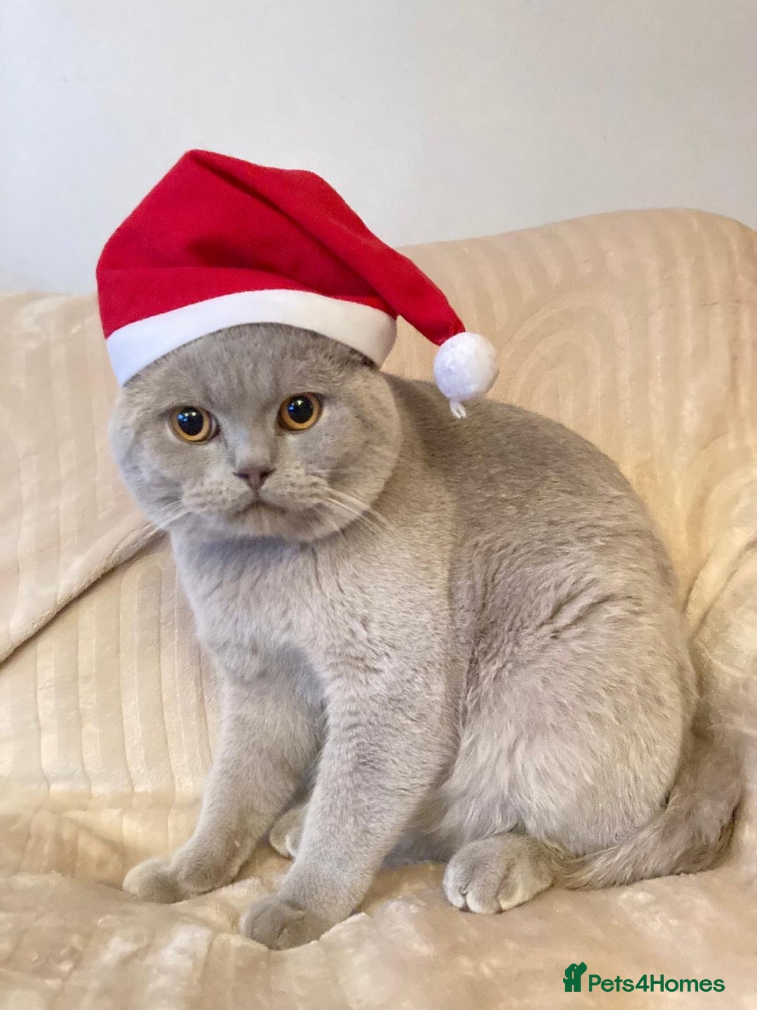 British Shorthair cats for sale: Lilac British short hair male - Advert 2