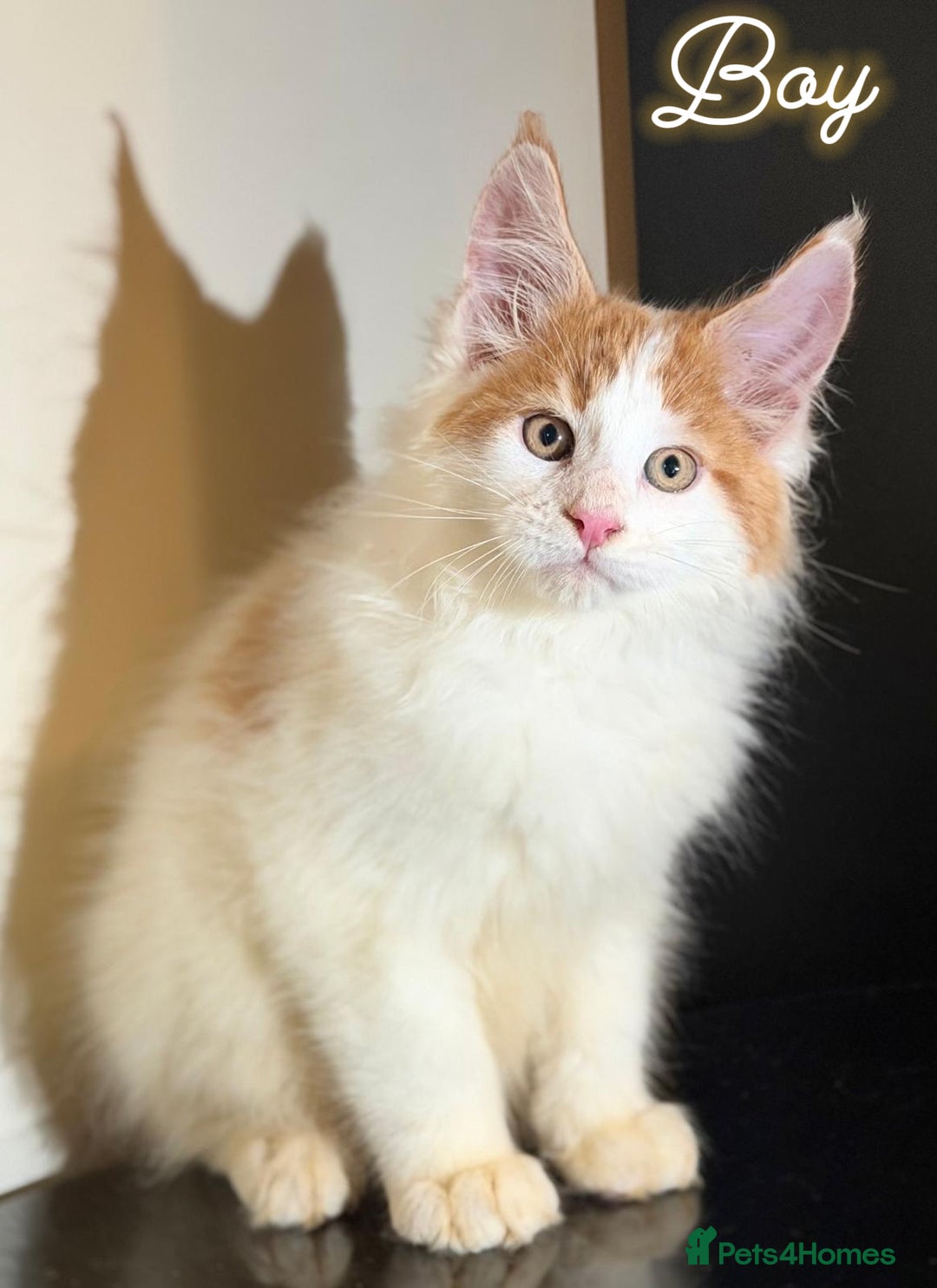 Maine Coon cats for sale: Purebred maine coon kittens - Advert 9