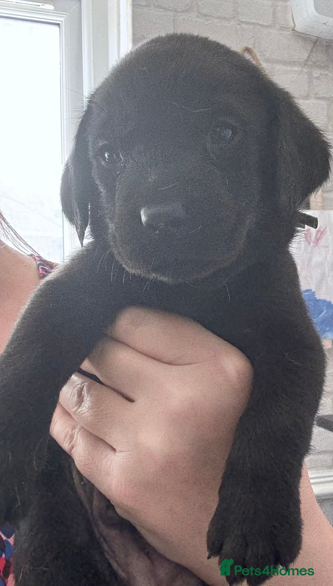 Labrador Retriever dogs for sale:  labrador retriever pups - Image 35
