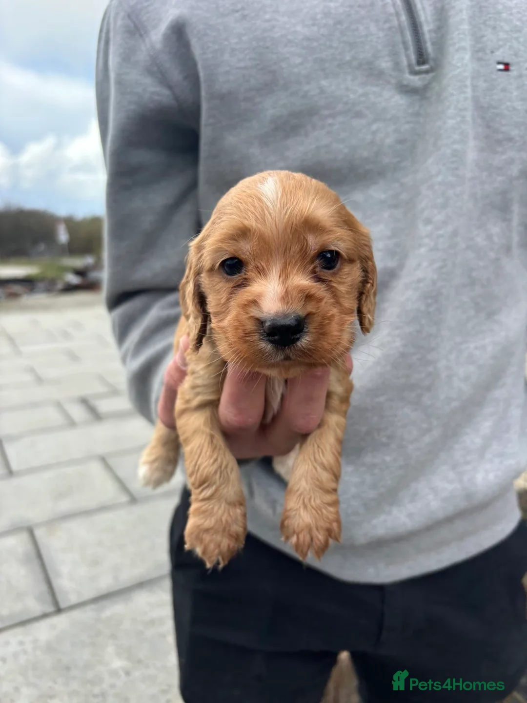 Cockapoo dogs for sale: Beautiful cockapoos puppies 🐶  - Advert 1