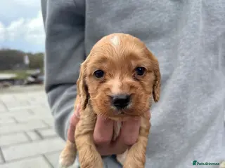 Cockapoo dogs Beautiful cockapoos puppies 🐶 - Advert 5