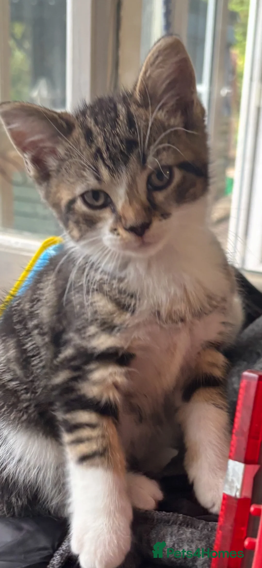 Mixed Breed cats for sale: 2 male kittens for sale in Alfreton - Advert 6