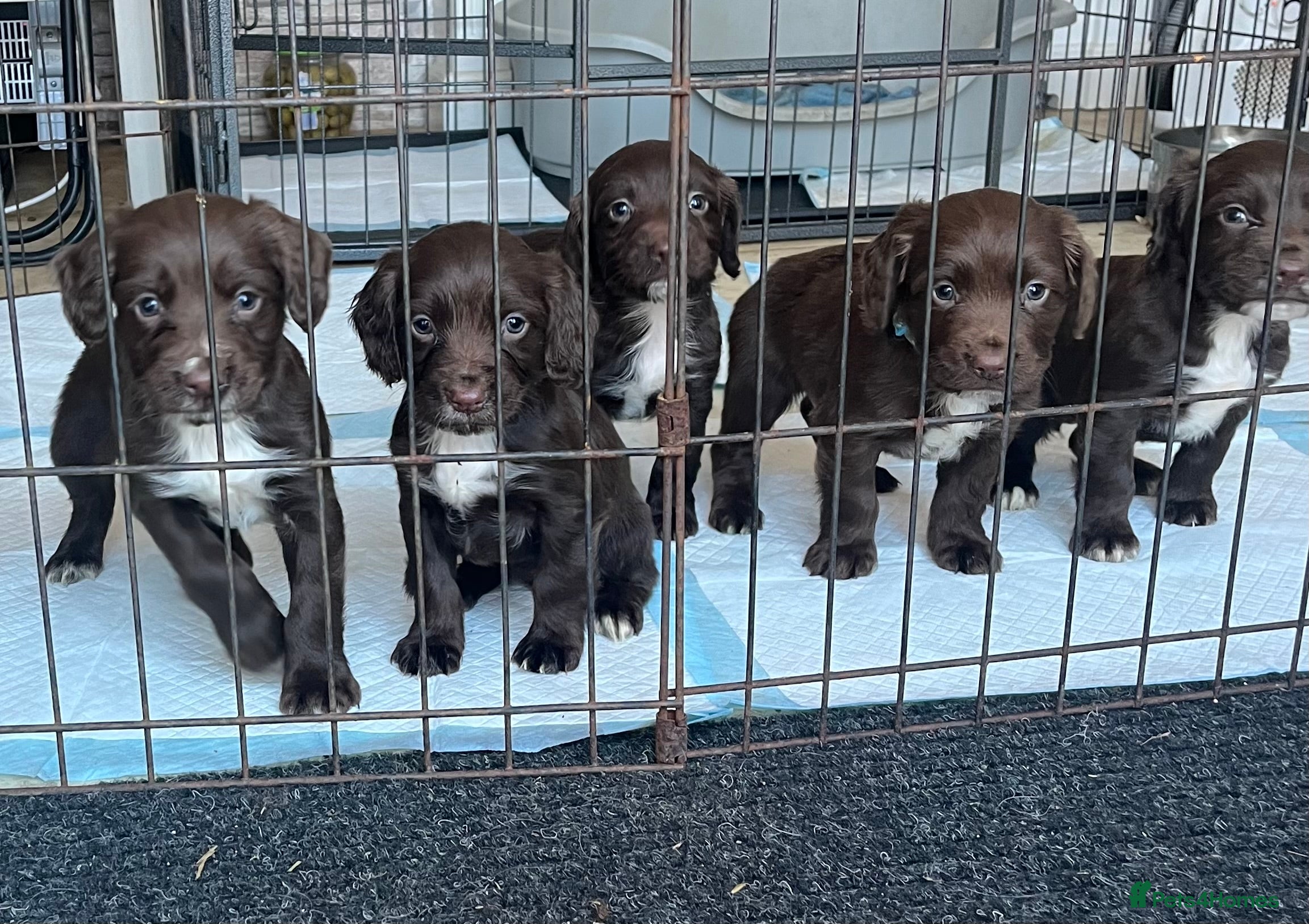 Sprocker dogs Sprocker puppies for sale  - Advert 6
