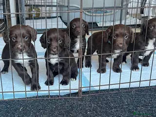 Sprocker dogs Sprocker puppies for sale - Advert 6
