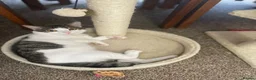 Domestic Shorthair cats for sale: 3 little sweet boys great for those with children  - Advert 9