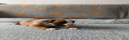 Boxer dogs for sale: Beautiful, KC registerd boxer puppies for sale in Canvey Island - Advert 10