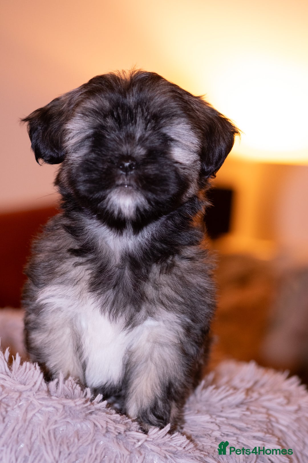 Lhasa Apso dogs for sale: Adorable Lhasa Apso Puppies full pedigree - Advert 10