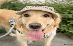 Golden Retriever dogs for sale: Litter Annoucement - GR puppies coming 24-09-2025 - Image 4