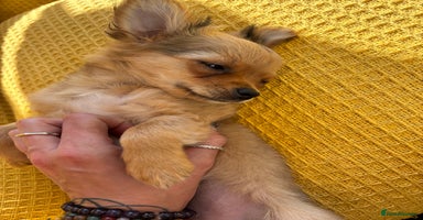 Pomchi dogs in Godstone - Advert 4