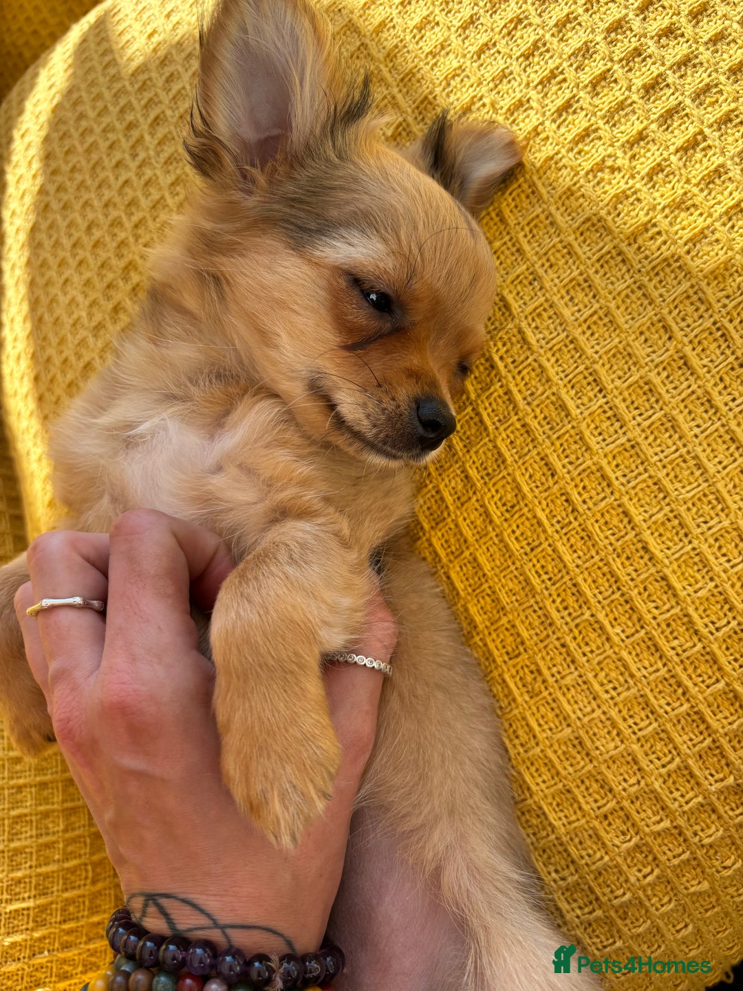 Pomchi dogs for sale: Beautiful female puppy ready now!  in Godstone - Image 4