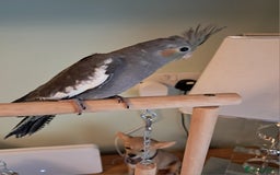 Cockatiels birds for sale: Hand reared baby cocktails very tame and ready  - Image 10