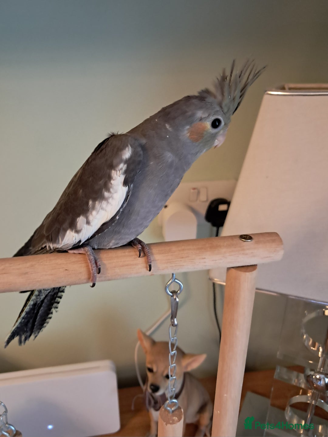 Cockatiels birds for sale: Hand reared baby cocktails very tame and ready  - Image 10