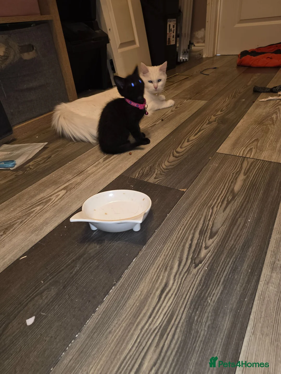 Mixed Breed cats for sale: Maine coon x Scottish fold  - Advert 2