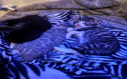 British Shorthair cats for sale: kittens for sale!  - Image 1