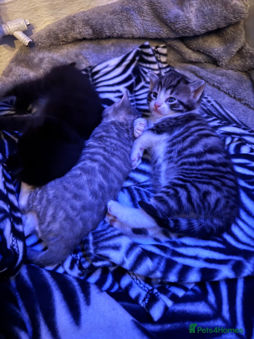 British Shorthair cats for sale: kittens for sale!  - Image 1