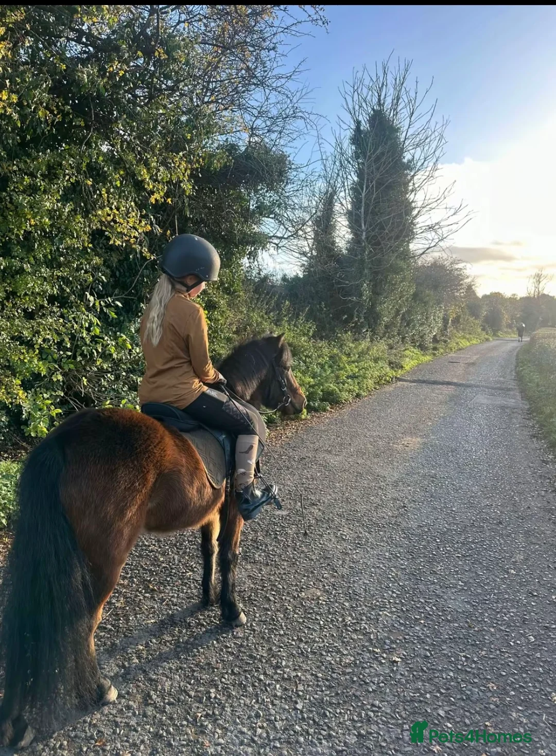 Dartmoor horses for sale: For sale - Advert 2