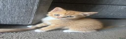 Mixed Breed cats for sale: Ginger and White kittens - Advert 3