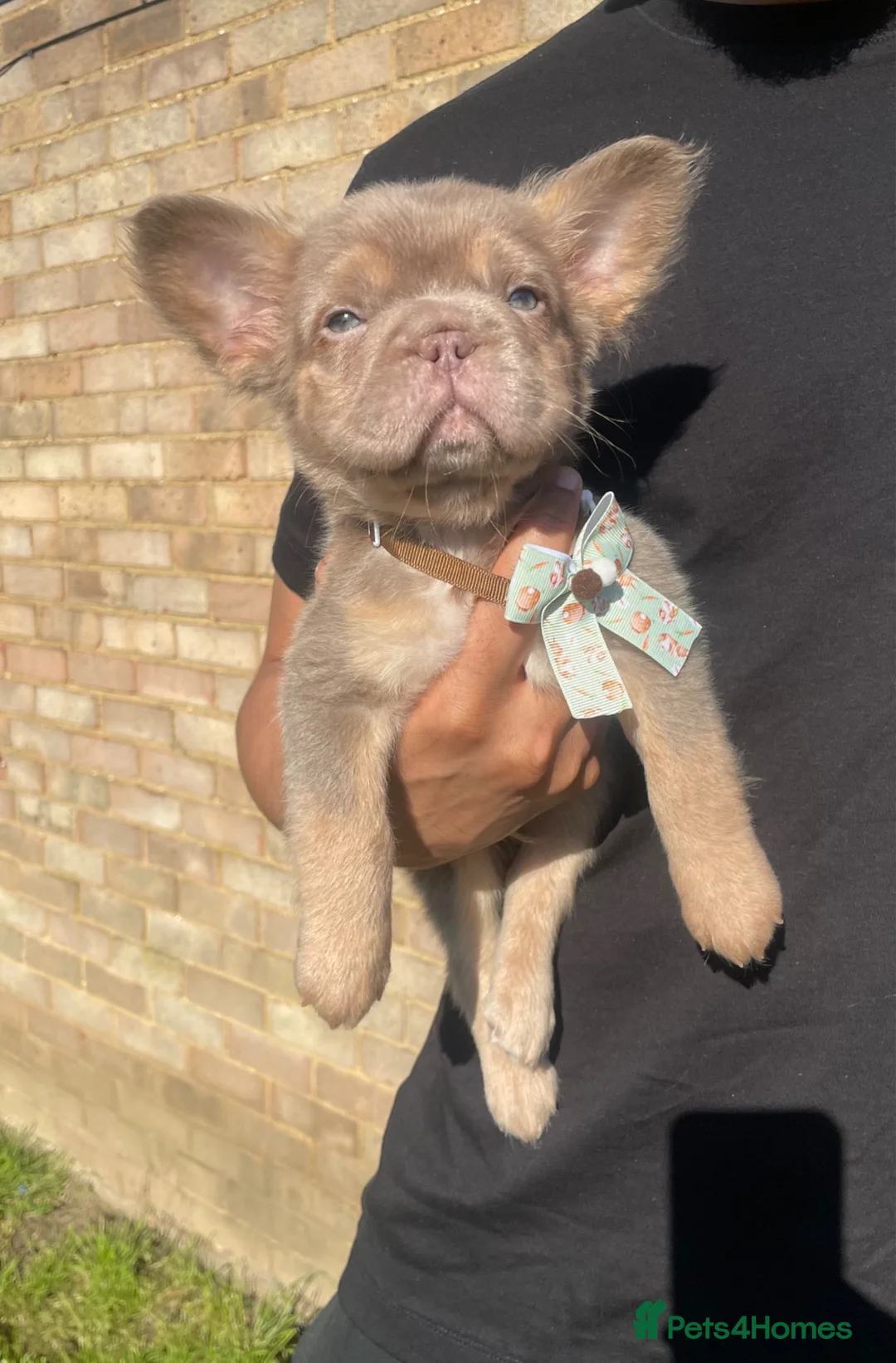 French Bulldog dogs for sale: Isabella & tans carrying pink. (fluff,  ** s) in South Ockendon - Advert 2