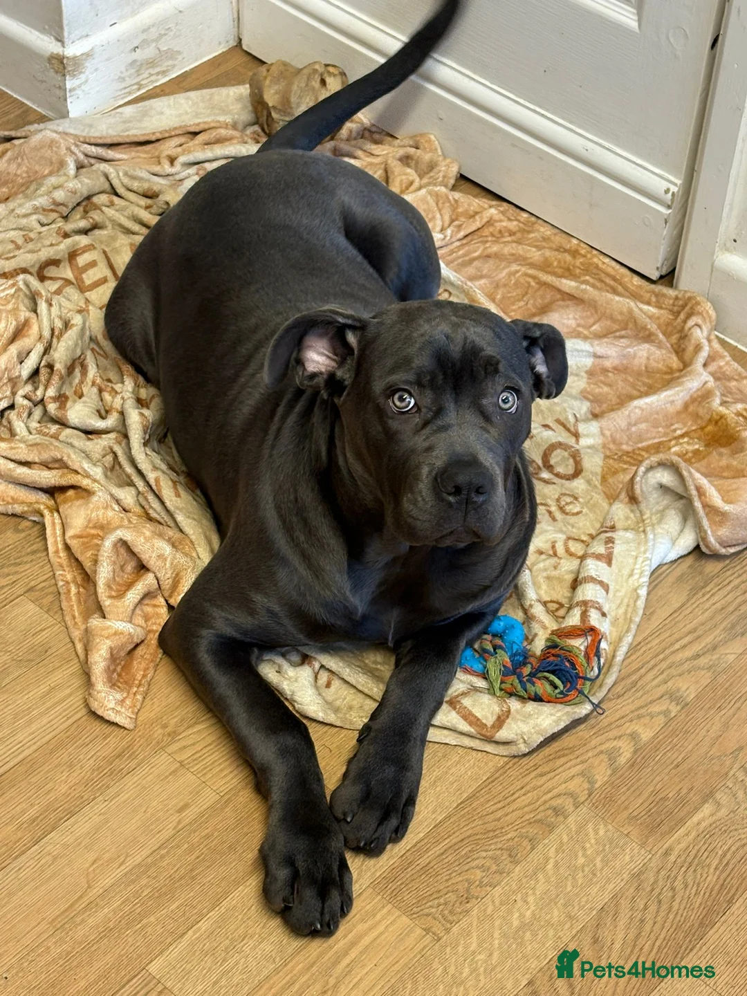 Cane Corso dogs for sale: Stunning cane corsi - Advert 4