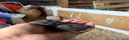 Chickens poultry for sale: 🐥🐣🥚USA Bearded silkies🐥Vorwerk🐥Brahmas🥚🐣🐥 - Advert 5