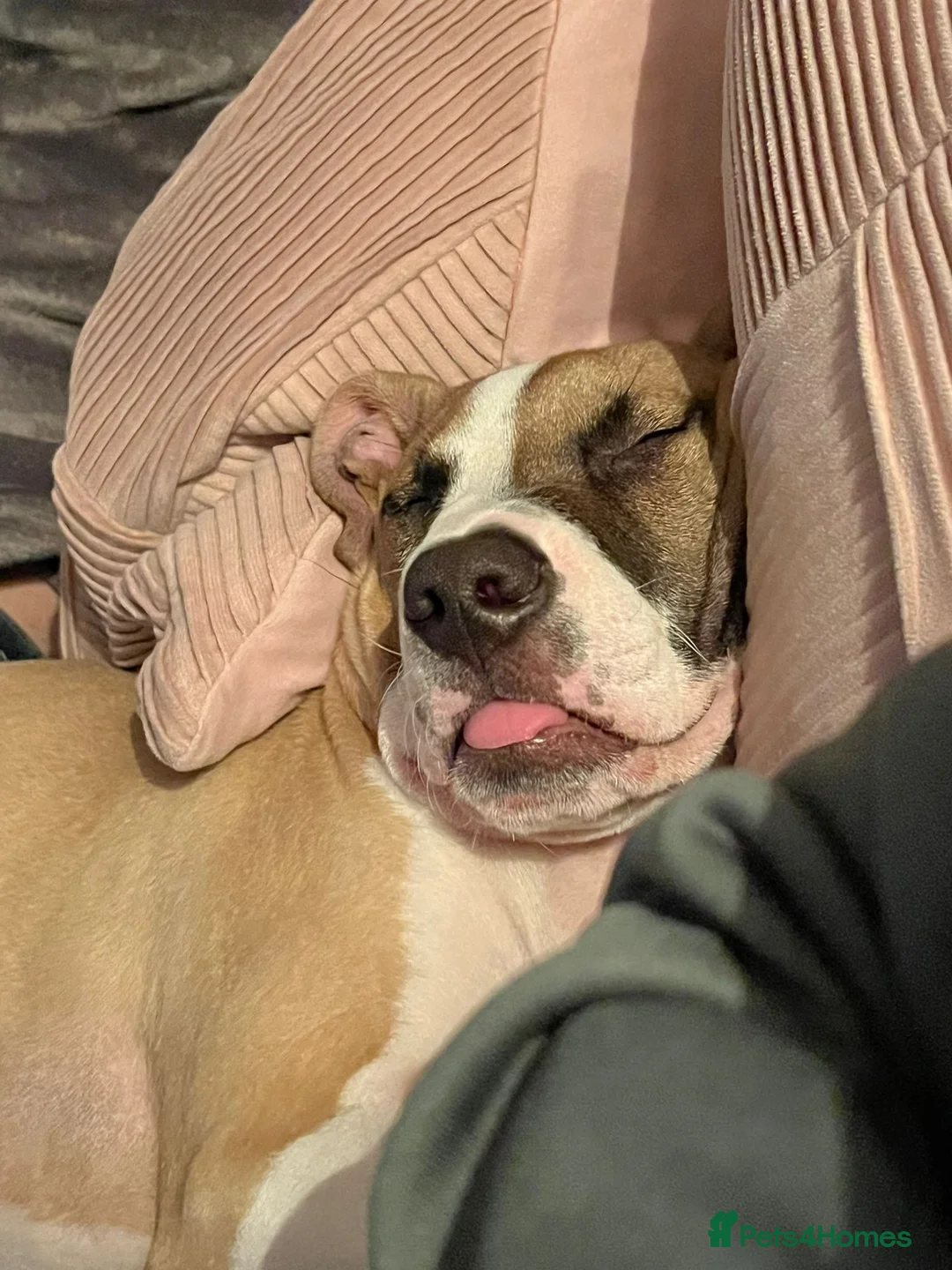 Mixed Breed dogs for sale: Staff X  - Advert 5