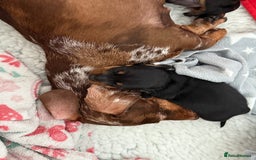Miniature Dachshund dogs for sale: MINIATURE DACHSHUNDS  - Image 6