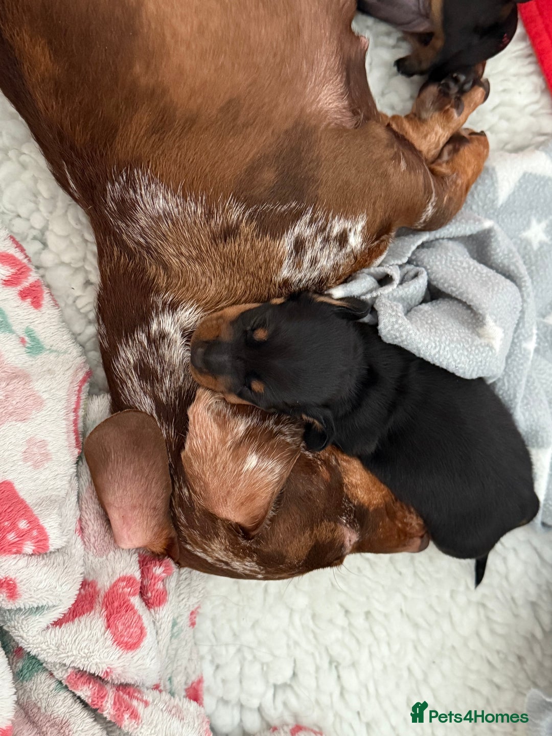 Miniature Dachshund dogs for sale: MINIATURE DACHSHUNDS  - Image 6