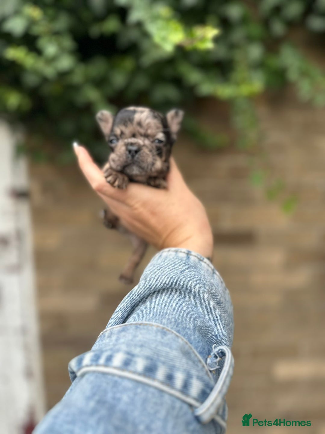 French Bulldog dogs for sale: 3 beautiful French bulldog puppies  - Image 16