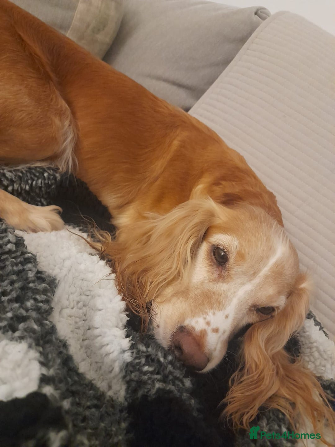 Cocker Spaniel dogs for sale: Adorable Loving Cocker Spaniel  - Image 4