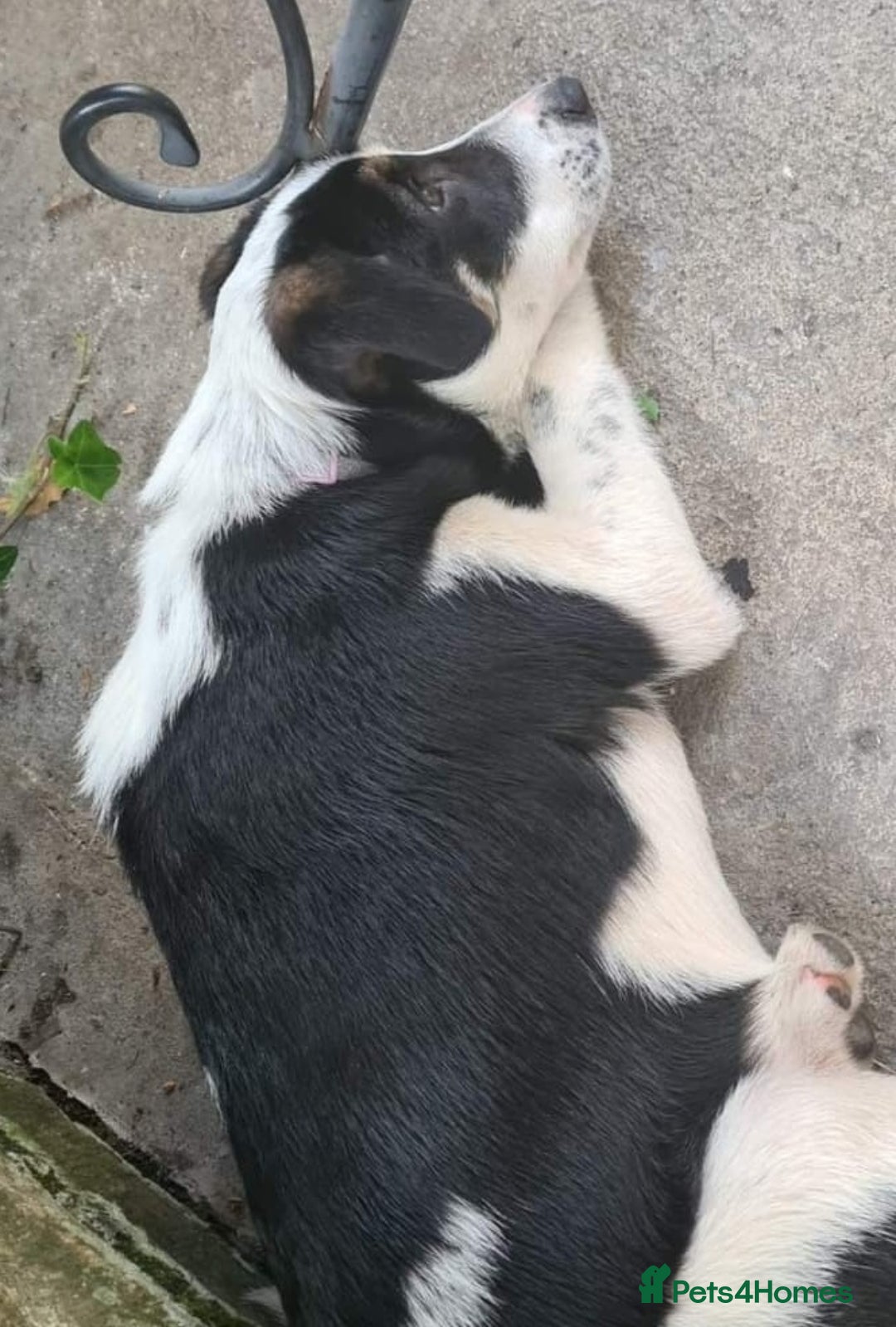 Border Collie dogs for sale: New loving home needed - Image 2
