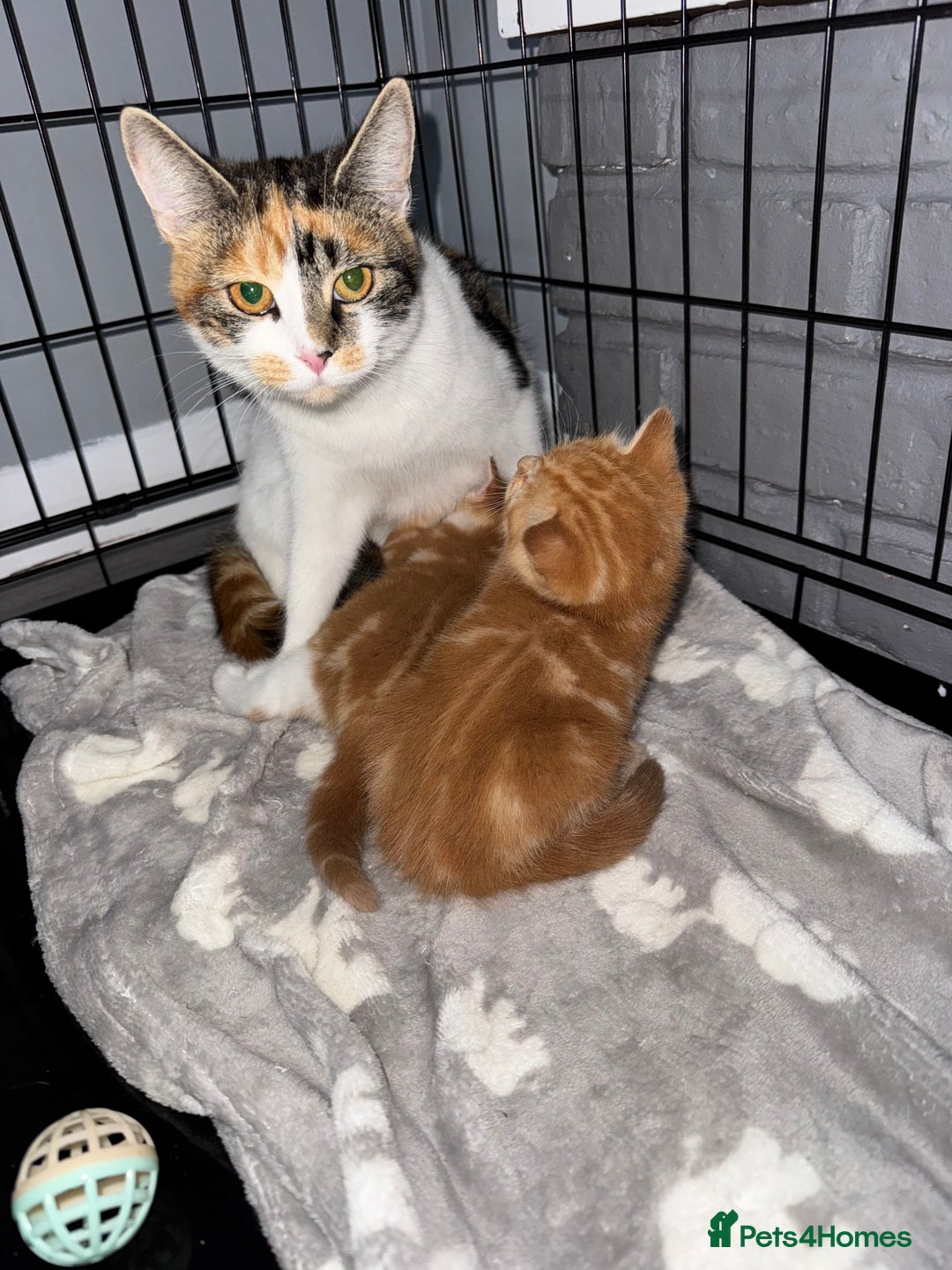 Domestic Shorthair cats for sale: Beautiful ginger and white kitten  - Image 8
