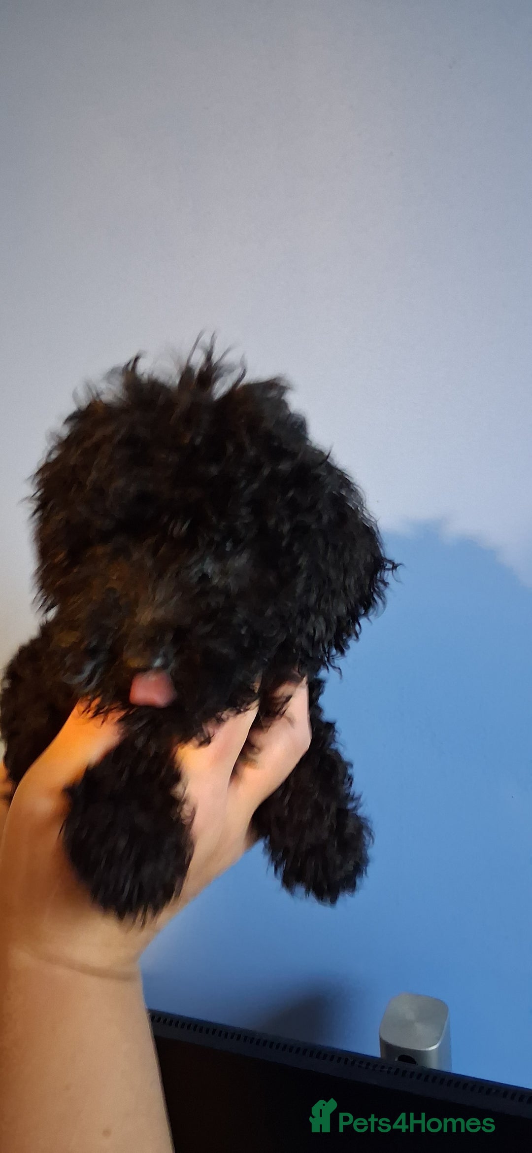 Cockapoo dogs for sale: Miniature heath tested cockapoos - Image 9