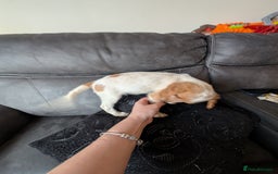 Cocker Spaniel dogs for sale: Cocker spaniel beauties in Shildon - Image 14