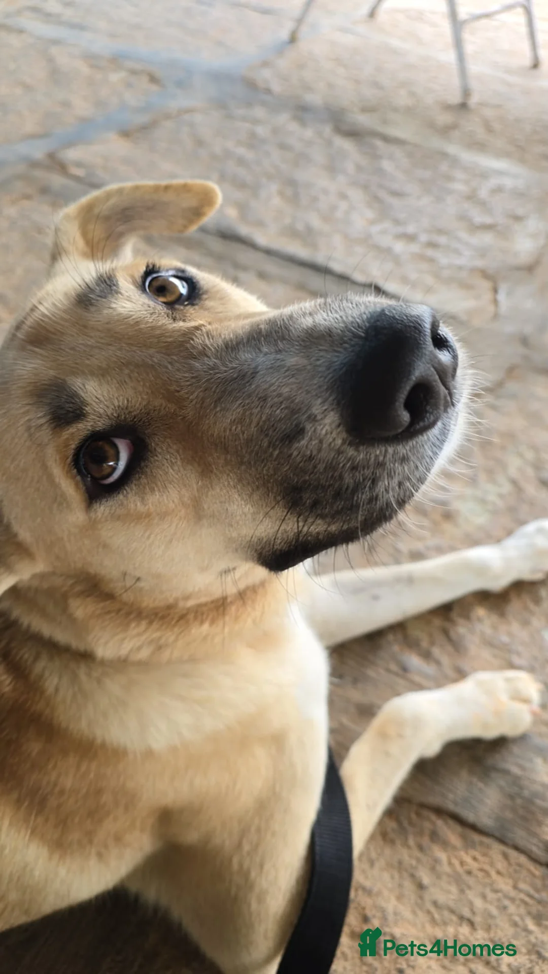 Mixed Breed dogs for sale: Magical Friendly Indian Street Dog SeeksLovingHome - Advert 2