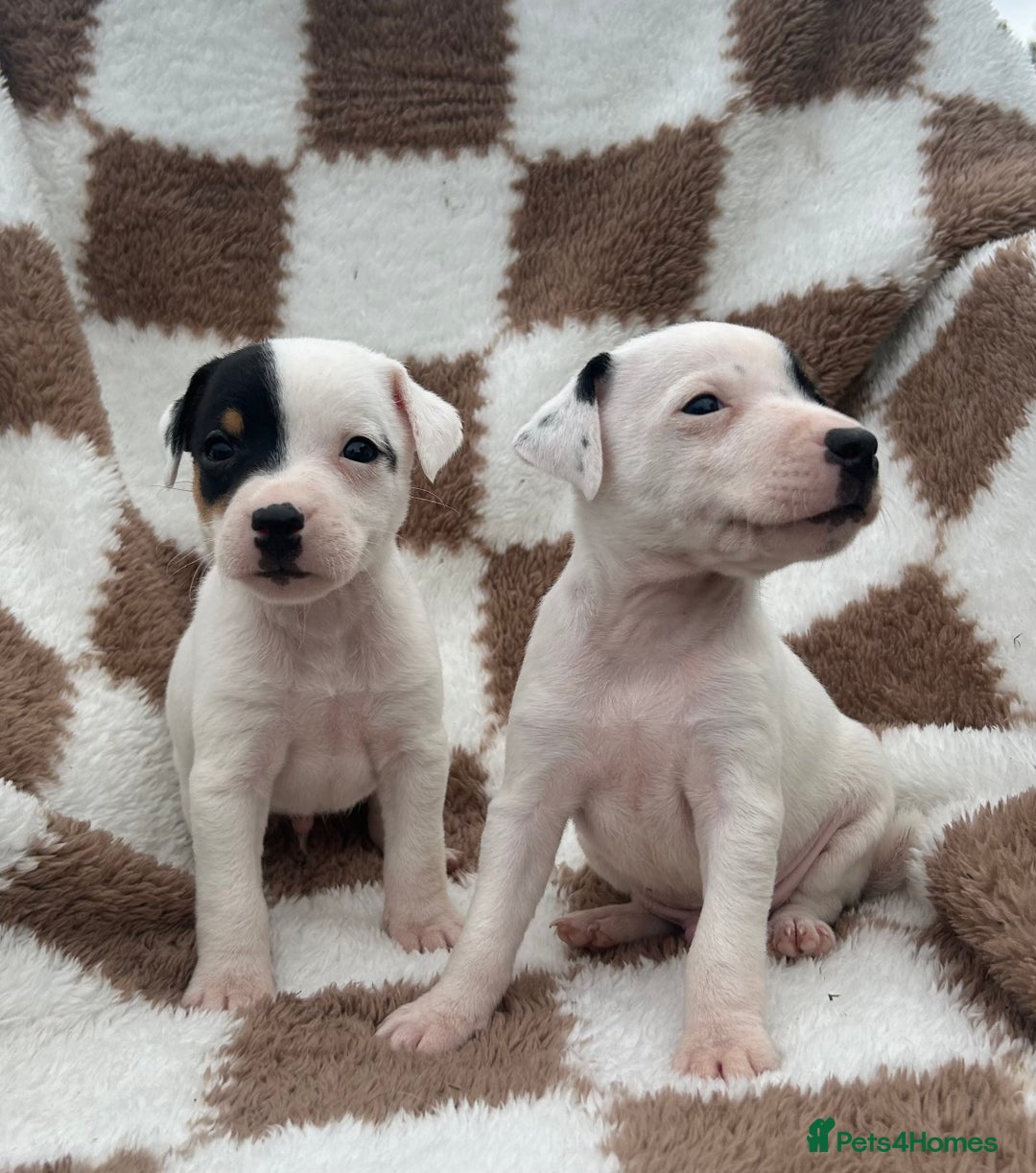 Jack Russell dogs for sale: 5 true to type jack russels  - Image 11