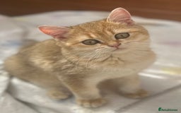 British Shorthair cats for sale: Stunning munchkin fur babies 😻🌼🌸🌺 - Image 4