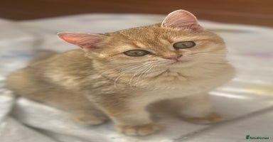 British Shorthair cats - Advert 4