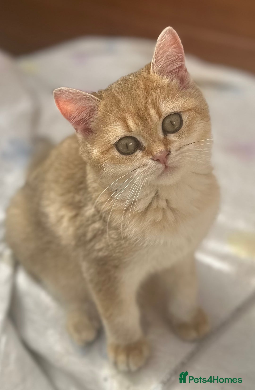 British Shorthair cats for sale: Stunning munchkin fur babies 😻🌼🌸🌺 - Image 4