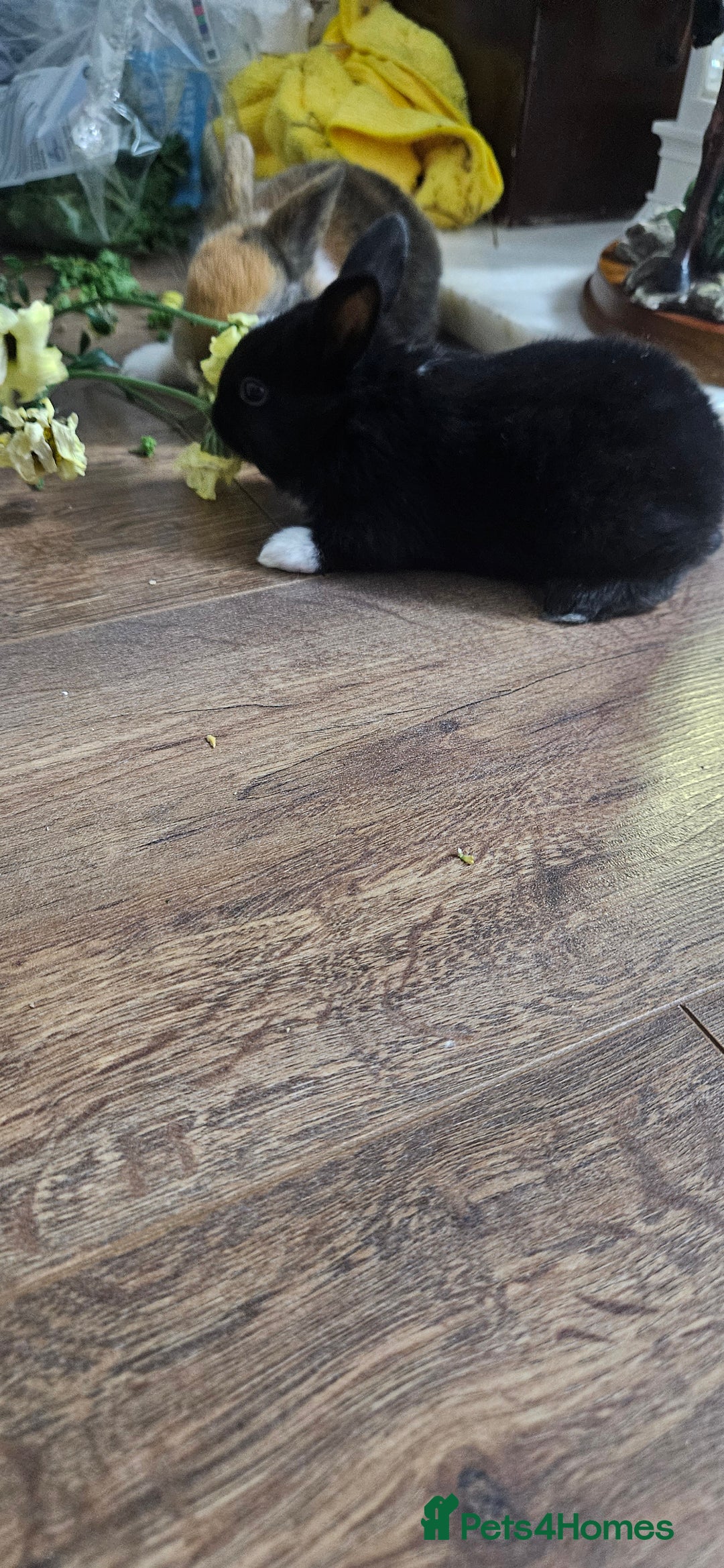 Mixed Breed rabbits for sale: 3 weeks old so cute 💕 - Advert 4