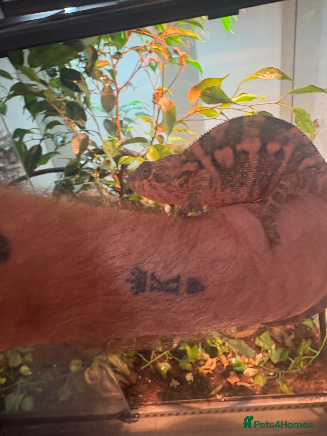 Chameleon reptiles for sale: Female Panther chameleon - Image 2