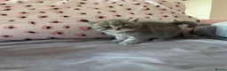 Exotic cats for sale: READY  Now  EXOTIC  GIRLS  - Advert 19
