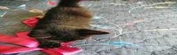 Mixed Breed cats for sale: Black Ragdoll x Russian Blue kitten. - Advert 12
