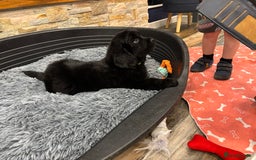 Newfoundland dogs for sale: Newfoundland puppies - Image 32