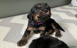 Cavapoo dogs for sale: F1 Cavapoo Puppies from Heath Tested Parents - Image 12