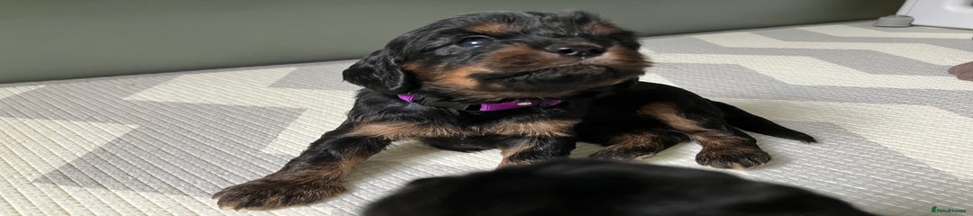 Miss Purple