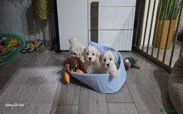 Maltese dogs for sale: Lovely Maltese Puppies - Image 22